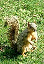 州議事堂北の芝生のリス