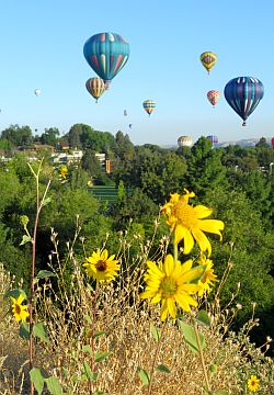 表紙写真: ヒマワリと熱気球