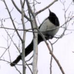 アルバートソン公園に飛来する野鳥