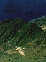 谷間を舞い飛ぶ鳥