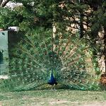 動物園のクジャク