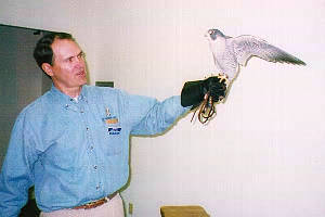 ハヤブサを見せるガイド