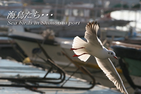 写真クリックで次のページへ