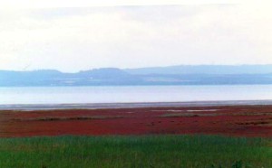 能取湖のアッケシソウ群落（卯原内付近）