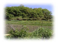 家の裏の雑木林