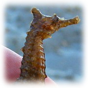 タツノオトシゴ