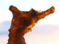 逆光で撮影。体が透けて見える