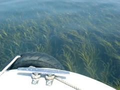 児島の湾内に茂るアマモ