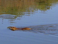 泳ぎが上手なヌートリア