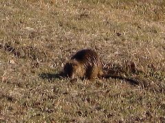 土の中を掘って虫やミミズなどを探している