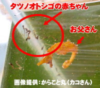 タツノオトシゴのお父さんと赤ちゃん