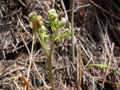 芽吹き始めたわらび