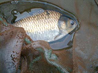 ついに釣れた西湖の地ベラ　推定３５ｃｍ