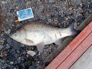 流石に型は良い