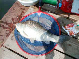 清遊湖自慢のジャンボベラ