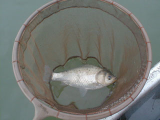 小さいなぁ。(T_T)　でも遠近法でより小さく見えるけど、８寸くらいはあるのよん