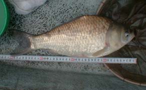 戸面原ダムで釣った39cmのへら